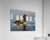 Mandarin duck floats on Ellesmere Mere to a clear reflection of  Impression acrylique