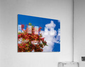 Gorgeous rainbow shower tree blossoms against blue sky Acrylic Print