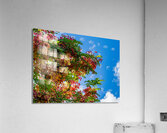 Gorgeous rainbow shower tree blossoms against blue sky Acrylic Print