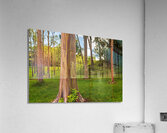 Group of rainbow eucalyptus trees in Keahua Arboretum Acrylic Print