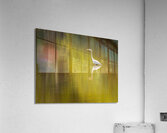 Great blue heron standing in calm water in Atchafalaya basin Acrylic Print