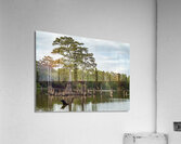 Large bald cypress trees rise out of water in Atchafalaya basin Acrylic Print