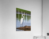 Great Egret on the stumps of bald cypress trees in Atchafalaya b Acrylic Print