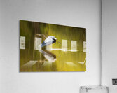 Great blue heron taking off from calm water in Atchafalaya basin Acrylic Print