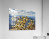 Eastern White Pine covered with snow at Coopers Rock Acrylic Print