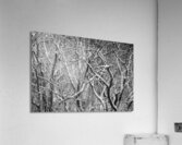 Twisted intertwined snow covered tree trunks at Coopers Rock Impression acrylique