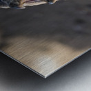 Single magellanic penguin chick showing papillae in mouth Metal print