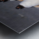 Two Gentoo penguins at Bluff Cove on Falklands walking to ocean Metal print