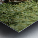 Single male magellanic penguin in plants in Punta Tombo Metal print