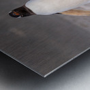 Two Gentoo penguins at Bluff Cove on Falklands walking to ocean Metal print