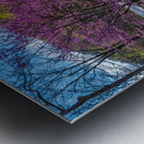 Redbud blossoms by Bench and Valley Falls WV on a bright spring morning Metal print