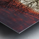 Dramatic sunset over Legacy Hills Park lake with details of tree Metal print