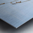 Tall reeds and green grasses sway gently against a light blue sk Metal print