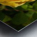 Golden butter colored single rose known as the absolutely fabulo Metal print