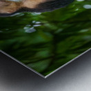 Close up of a family or group of white faced Capuchin Monkeys in Metal print