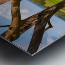 Group of three rainbow eucalyptus trees  Metal print