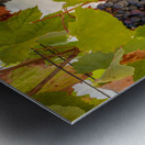 Grapes for port wine by the River Douro Metal print