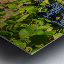 Grapes for port wine by the River Douro Impression metal