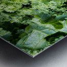 Freshly washed and trimmed kale leaves Metal print