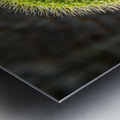 Backlit grass seedhead thought to be Timothy Impression metal