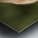 Cute Chipmunk well fed on nuts and seeds Impression metal