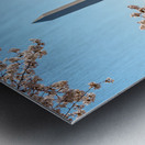 Washington Monument towers above blossoms Metal print