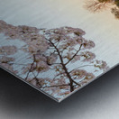 Wide Vista of Beautiful early cherry blossoms Jefferson Memorial Impression metal