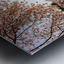 Washington Monument towers above blossoms Metal print