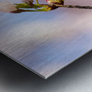 Close up of Cherry Blossom flowers Metal print