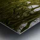 Dark Hedges road through old trees Impression metal