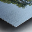 Large acacia or koa tree Kauai Metal print