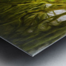 Dark Hedges road through old trees Metal print