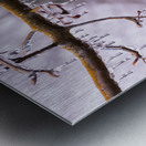 Ice covered branches start to melt to icicles Impression metal