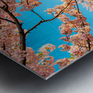 Detail macro photo of japanese cherry blossom flowers Metal print