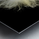 Macro photo of swamp milkweed seed pod Metal print