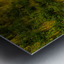 Laburnum Arch in full bloom over grass path Metal print