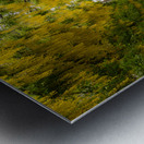 Laburnum Arch in full bloom over grass path Metal print