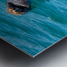 Sea Otter floating in Resurrection Bay near Seward Metal print