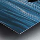 Sea Otter floating in Resurrection Bay near Seward Metal print