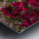 Azaleas and Rhododendron trees surround pathway in spring Metal print
