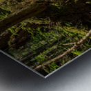 Dense vegetation in temperate rain forest in Alaska Metal print