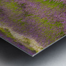 Lavender plants in blossom in early July in detail Metal print