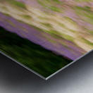 Blurred lavender plants in blossom in early July Metal print