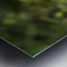 Close up of Snowy Owl against green rainforest in summer Metal print