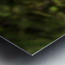 Close up of Snowy Owl against green rainforest Impression metal