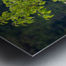 Wild brown or black bear cub high in tree in Alaska Metal print