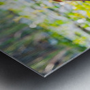 Anhinga bird drying its feathers in Everglades Metal print