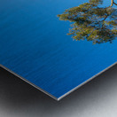 Serra Cross in Ventura California between trees Metal print