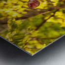 White tailed deer feeds at Big Meadow Metal print