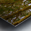 Famous Tree Tunnel of Eucalyptus trees Metal print